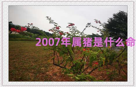 2007年属猪是什么命