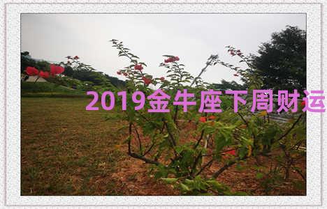 2019金牛座下周财运